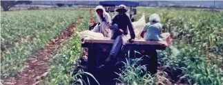  ?? ?? Indentured labourers at the Sugarcane field.