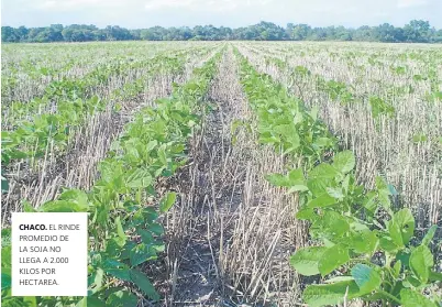  ??  ?? EL RINDE PROMEDIO DE LA SOJA NO LLEGA A 2.000 KILOS POR HECTAREA.