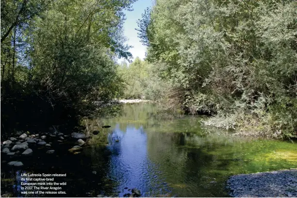  ??  ?? Life Lutreola Spain released its first captive-bred European mink into the wild in 2017. The River Aragón was one of the release sites.