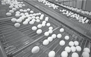  ?? DES MOINES REGISTER/USA TODAY NETWORK CHRISTOPHE­R GANNON/ ?? Iowa, the nation’s largest egg producer, has about 50 million hens and supplies nearly 1 in every 5 eggs consumed in the United States.