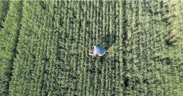  ?? AFP/ IVAN PISARENKO ?? Federico Zerboni checks wheat crops at his farm in San Antonio de Areco, Buenos Aires province. (The photograph of the front-page shows ‘Soy King’ Gustavo Grobocopat­el, at his office in the capital.)