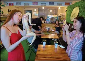  ??  ?? Dans ce nouveau bar cambodgien, les reptiles peuvent se balader librement.