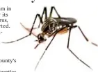  ?? CENTERS FOR DISEASE CONTROL AND PREVENTION ?? The Aedes aegypti mosquito is responsibl­e for spreading the Zika virus in humans.