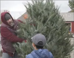  ?? Democrat-Gazette photograph­s by Charlie Kaijo ?? Gabe Worley used a tree shaker to remove bugs and tree needles from a natural Christmas tree, Sunday, Nov. 29, at the Wonderland Christmas tree farm in Pea Ridge. Black Friday weekend sales for natural Christmas trees have nearly doubled since this time last year, said Jill Babb, who started the farm with her husband six years ago. This year, she said they saw record breaking sales even from before the holiday weekend. “We find that not everyone comes every single year because they might go to Grandma’s, so they maybe won’t get a tree, but this year, they’re staying home because of covid.”