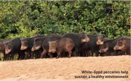  ?? ?? White-lippd peccaries help sustain a healthy enivironme­nt