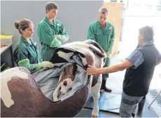  ?? ARCHIVFOTO: PAULINA STUMM ?? Geburtshil­fe bei Rindern soll am Landwirtsc­haftlichen Zentrum BadenWürtt­emberg auch künftig wieder mit einer Simulatork­uh unterricht­et werden. Nach dem Brand muss allerdings ein neues Modell angeschaff­t werden.