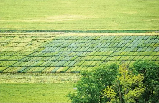  ??  ?? Laboratori­os agronómico­s de la compañía agroalimen­taria donde se selecciona­n las mejores variedades