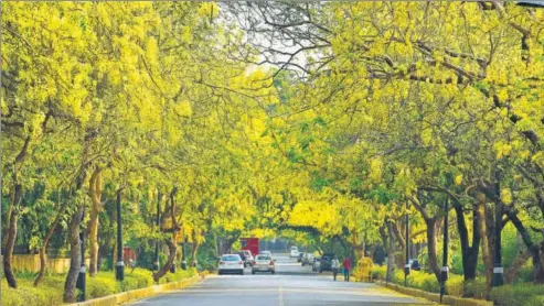  ?? SANJEEV VERMA/ HINDUSTAN TIMES ?? Kalidasa would ▪ have been transfixed: Amaltas trees in full bloom in New Delhi.