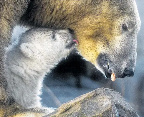  ??  ?? Der kleine Eisbär hat das Zeug zum neuen Publikumsl­iebling im Tiergarten Schönbrunn.