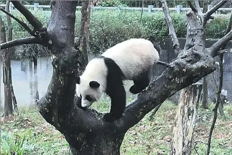  ?? PHOTOS BY HUANG LERAN / FOR CHINA DAILY ?? One of the iconic bears at the China Conservati­on and Research Center for the Giant Panda may be looking for a place to sit.