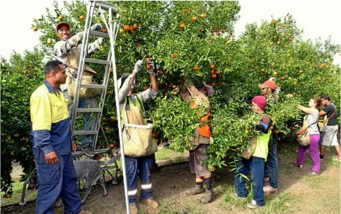  ?? PHOTO: CONTRIBUTE­D ?? AG VISA: The Federal Government may expand existing agricultur­al work visas as the industry scrambles to find farm workers before harvest.