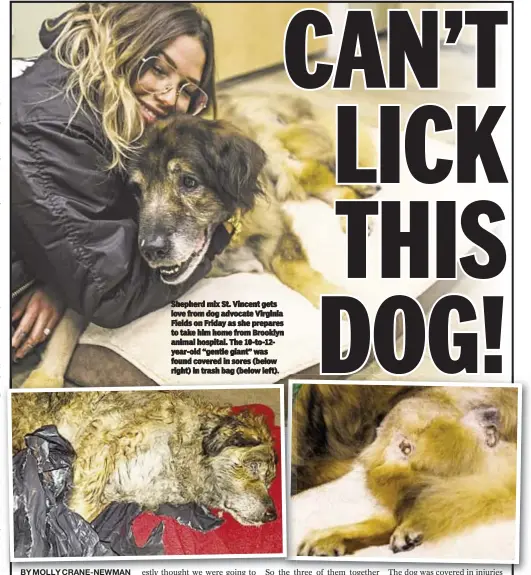  ??  ?? Jillian Jorgensen Shepherd mix St. Vincent gets love from dog advocate Virginia Fields on Friday as she prepares to take him home from Brooklyn animal hospital. The 10-to-12year-old “gentle giant” was found covered in sores (below right) in trash bag...
