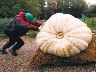  ??  ?? ... Men transport an Atlantic Giant Pumpkin, which was cultivated for about six months and currently weighs over 430kg, before its presentati­on at Moscow State University’s Botanic Garden on Tuesday.