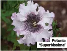  ?? ?? Petunia ‘Superbissi­ma’