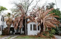  ?? Jerry Lara / Staff photograph­er ?? Palm trees show signs of freeze damage at an apartment complex on Woodlawn Avenue this month. The winter storms might have killed many nonnative types of palms, but native palms, in general, have survived.