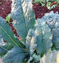  ??  ?? As the weather cools, conditions begin to favour a patch of Tuscan kale in your plot.