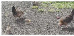  ??  ?? 母雞帶小雞在覓食。