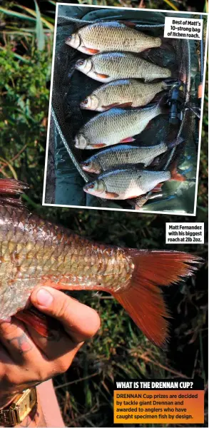  ??  ?? Best of Matt’s 10-strong bag of Itchen roach. Matt Fernandez with his biggest roach at 2lb 2oz.