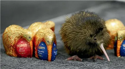  ??  ?? A 10-day-old kiwi chick sits among Whittaker’s Chocolate Kiwi - funds from which will go towards kiwi-rearing initiative­s.