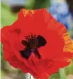  ?? Staff file photo ?? Red corn poppy