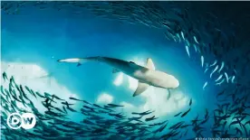  ??  ?? Científico­s sabían que los tiburones tienen una capacidad de electrosen­sado muy afinada que les ayuda a detectar a sus presas.