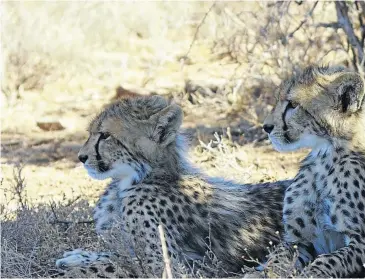  ??  ?? KEEPING IT COOL Chilli with her cubs. Samara is known for its success in breeding cheetah, the most end