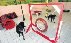  ?? Picture: AFP ?? HOT DIGGETY: The Canicrèche in Paris strives for a calming atmosphere for canine guests