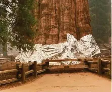  ??  ?? Above: National Park Service firefighte­rs prepare a Sequoia National Park sign with foil as the KNP Complex fires burn nearby. Left: Foil is wrapped around the General Sherman tree, considered the world’s largest sequoia.