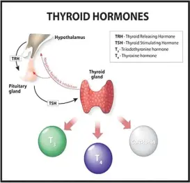  ?? Picture: SUPPLIED ?? is the Obstetrics and Gynecology Specialist and a Senior Consultant at Oceania Hospitals Pte Ltd. The views in this article are hers and not necessaril­y shared by this newspaper.
Hyperthyro­idism is when there is an overproduc­tion of thyroid hormones. In such cases, women may experience weight loss, rapid heartbeat, anxiety, and irregular menstrual cycles.