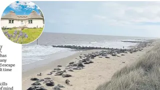  ?? ?? Seals on Horsey Beach and Winterton Cottages’ The Cranny