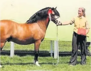  ??  ?? Welsh mountain pony Penrhos Carlo – or Troy – in action at this year’s Royal Welsh Show, left, and, right., with Michelle and their prize