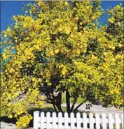  ?? F1K9 ?? A CITRUS tree stricken by Huanglongb­ing, a bacterial disease spread by the tiny Asian citrus psyllid.