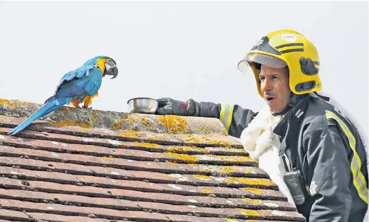  ??  ?? Green Watch’s crew manager was the lucky volunteer sent up the ladder to coax down the colourful macaw, which promptly told him to ‘f--- off’