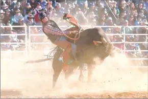  ?? PARKS/AFP PETER ?? A bullrider takes part in the rodeo at the annual Deni Ute Muster in Deniliquin.