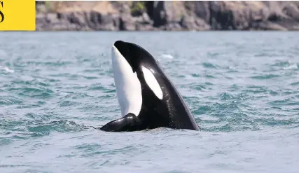  ?? MARK MALLESON / THE CENTER FOR WHALE RESEARCH VIA AP ?? Opponents of the Trans Mountain expansion say the project is a “death knell” for endangered southern resident killer whales, but tankers represent less than five per cent of the vessels expected to be processed in Vancouver by 2026.