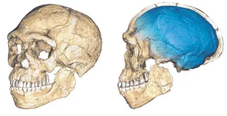  ?? FOTO: PHILIPP GUNZ/MPI EVA LEIPZIG/DPA ?? Die Computeran­imation der Rekonstruk­tion eines Schädels des frühesten bekannten Homo sapiens.