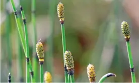  ?? ?? Dutch rush: a leafless, flowerless, knee-high thicket of green, hollow, corrugated stems, thinner than a pencil. Photograph: Phil Gates