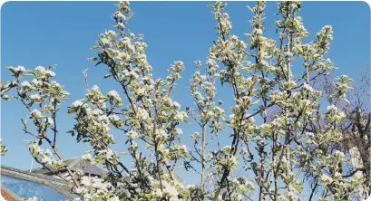  ??  ?? Conference Pear in full bloom.