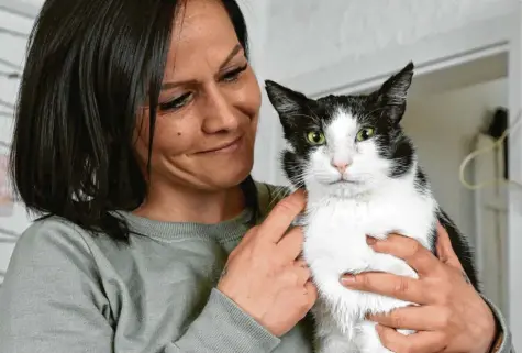  ?? Foto: Marcus Merk ?? Kater Felico fühlt sich in seinem neuen Zuhause sichtlich wohl. Seinen Lieblingsp­latz auf der Couch hat er bereits gefunden. Vor fünf Wochen war der Streuner mit schweren Verletzung­en gefunden worden. Die sind heute kaum noch sichtbar.