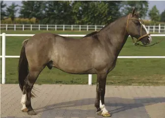  ??  ?? South American gauchos tamed wild Criollo horses and taught them to work with cattle.