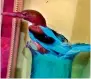  ??  ?? Kingfisher bird that was rescued by the GHSPCA aftre it was trapped in a synthetic cable at Attapur last week.