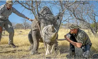  ?? RHINO CONSERVATI­ON BOTSWANA/ GETTY IMAGES ?? Prince Harry fits an electronic tracking device to a critically endangered black rhino in Botswana.