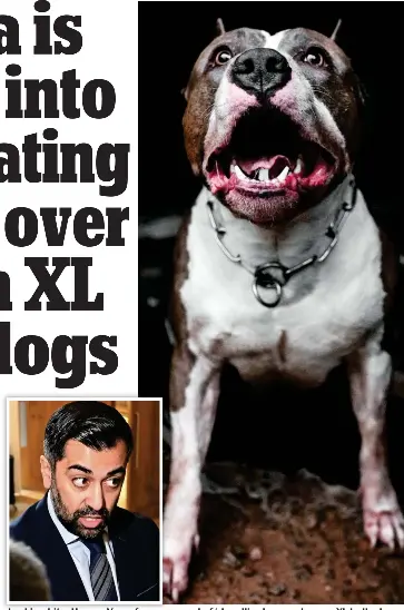 Humza is forced into humiliatin­g U-turn over ban on XL bully dogs ...