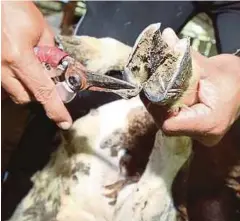  ?? FOTO ?? KUKU kambing dipotong sebagai langkah penjagaan kebersihan.