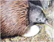  ?? FOTO: DPA ?? Kiwi-Mütter legen Eier, die vergleichs­weise riesig sind.