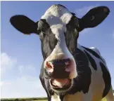  ??  ?? Livestock farming and emissions from cows are a driving factor in methane increase