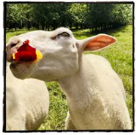  ??  ?? Mad about ewe: the sheep going mad for plums.