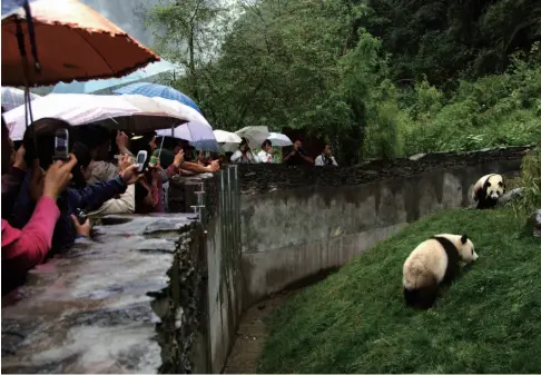  ??  ?? 来自台湾的客人冒雨观­看大熊猫“团团”和“圆圆”