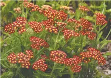 ??  ?? Achillea `Milly Rock Red' blooms April to September.