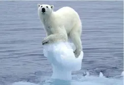  ?? PICTURE: SCANPIX ?? IN PERIL: A polar bear on a tiny iceberg. Their living conditions are at risk as the climate is getting warmer.